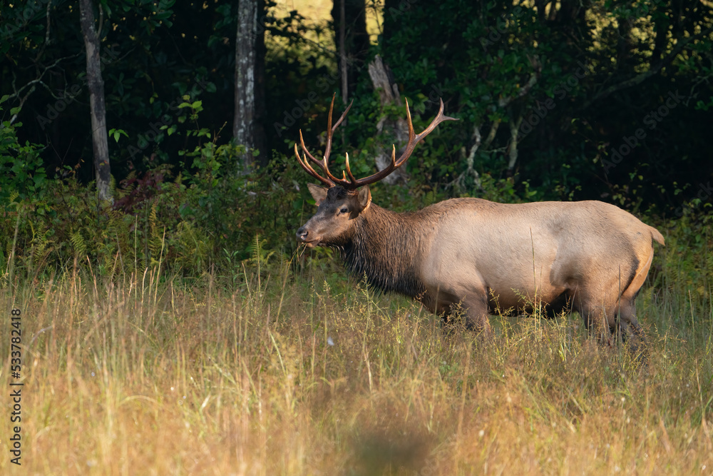 A Young Rocky Mountain Elk