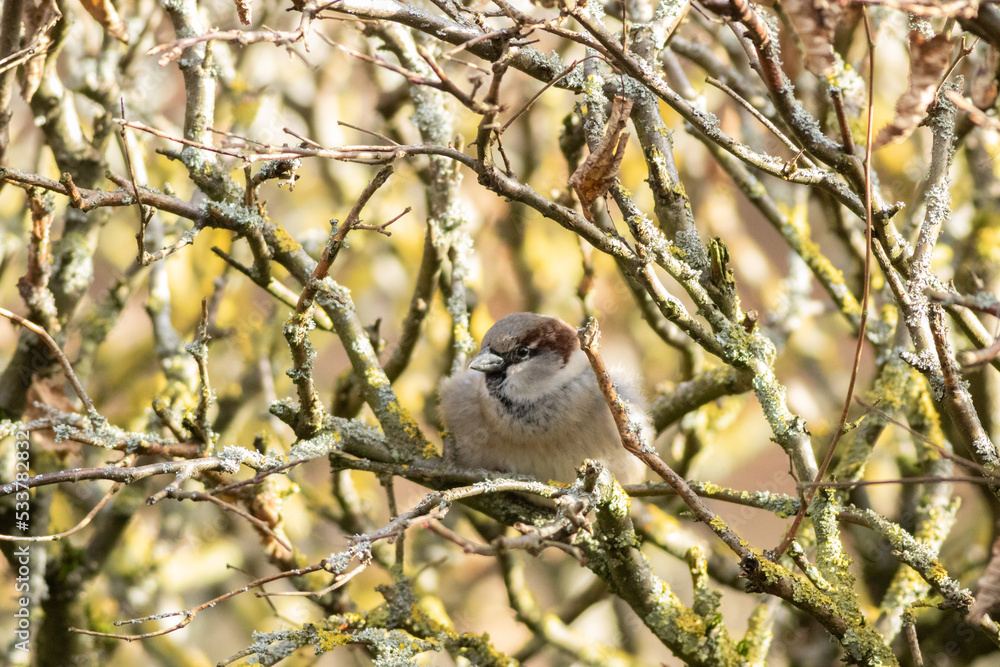Portrait of a sparrow on a bush. autumn Portrait of a sparrow on a bush. autumn