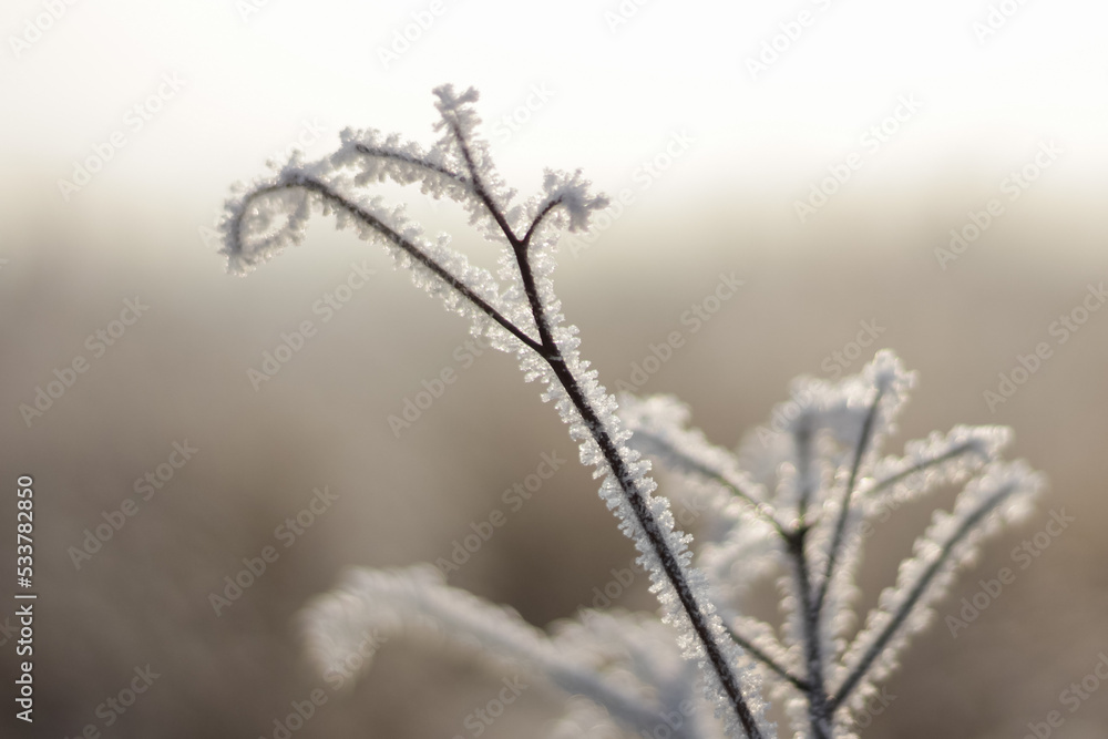 frozen stalk. a frosty winter day
