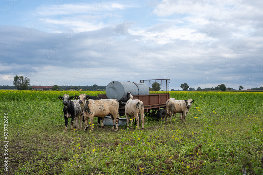 a herd of cows next to a water barrel a herd of cows next to a water barrel