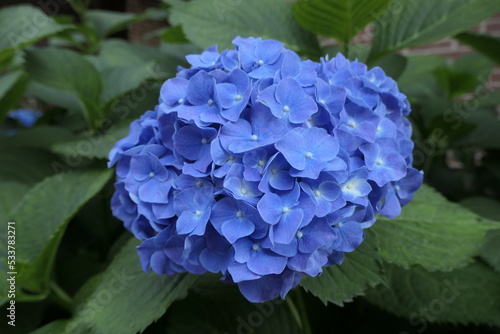 blue hydrangea flower