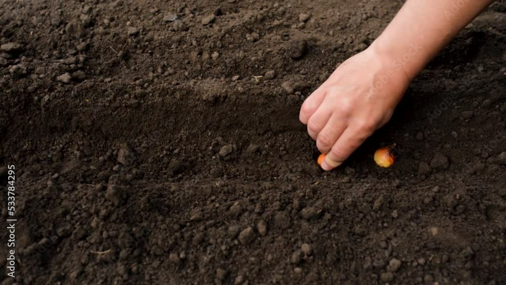 Autumn garden work, planting tulip bulbs in the ground. A man's hand