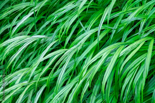 Japanese forest grass