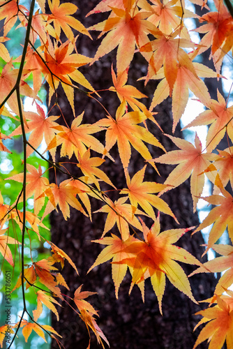 Japanese maple tree in autumn  New England