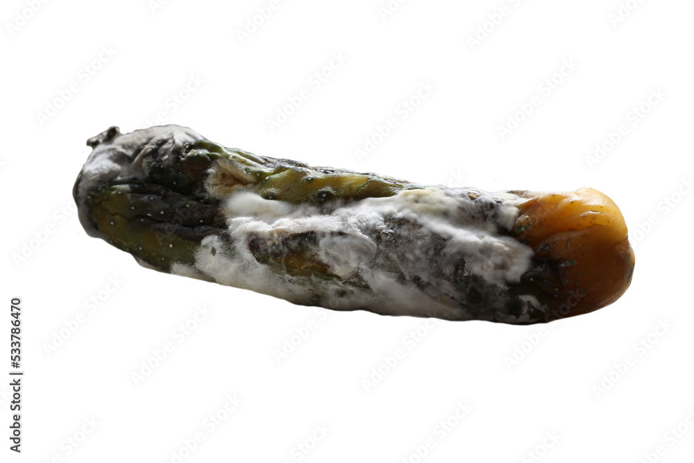 Spoiled and rotten cucumber on white background, fungus with mold on vegetable. A food product that has been affected by mold.