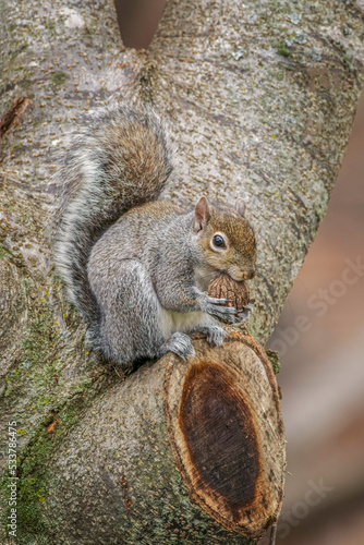 Gray Squirrel eating a walnut from favorite perch.