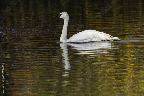 Swan swimming in autumn colored water