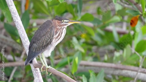 a least bittern roosting on mangrove roots during dusk at merritt island national wildlife refuge in florida, usa