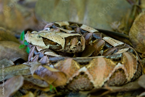 USA. Captive Gaboon viper in leaf litter.