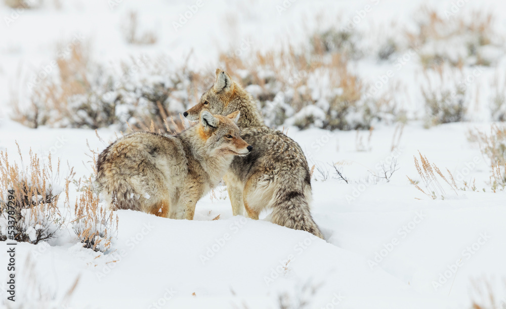 Coyote pair