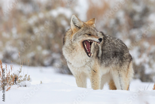 Coyote, snarling
