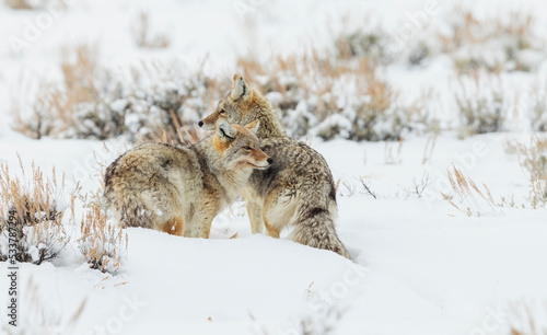 Coyote pair