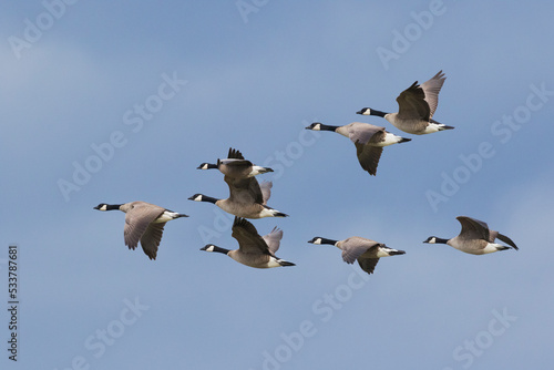 Canada geese flock © Danita Delimont