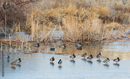 Mallard in winter wetland