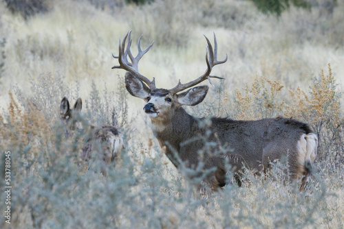 Mule deer buck courting hidden doe