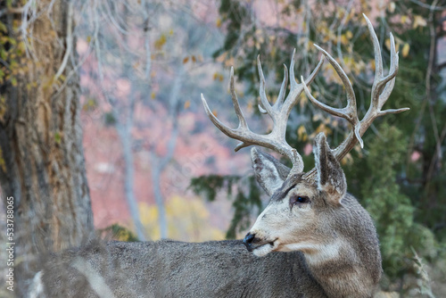 Mule deer buck