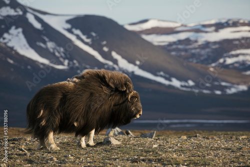 Musk Ox, arctic tundra photo