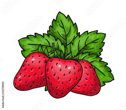 Strawberry bunch of three berries. Whole ripe wild forest red berry with leaves. Tasty sweet fresh eco fruit. Juicy strawberries handdrawn clip art colorful sketch for sticker patch, poster print
