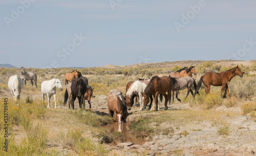 Wild horses at small waterhole