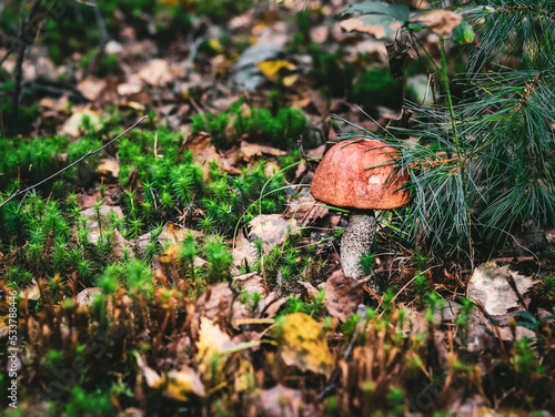 Edible boletus