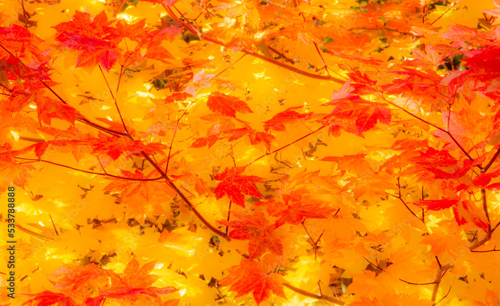 vine maple fall color foliage along highway US20 on the Santiam pass, Willamette National forest, Oregon