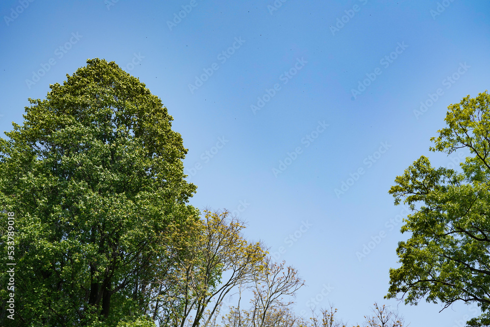 Obraz premium 公園の木々