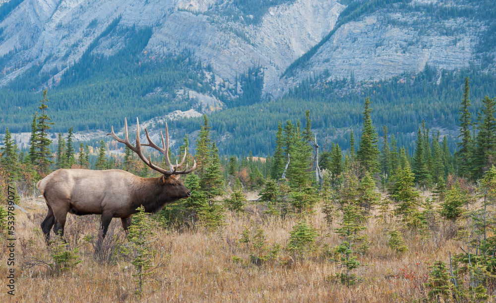 Bull elk in the Rockies