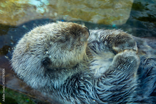 A sea otter sleeping at the Oregon Coast Aquarium, Newport, Oregon.