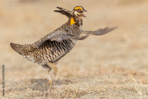 Greater prairie chickens, dominance dispute photo