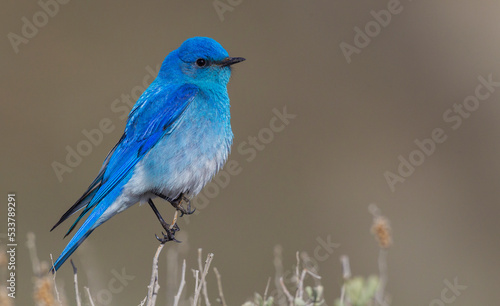 Male mountain bluebird