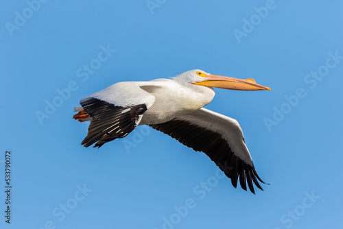 American white pelican flying, Clinton County, Illinois.