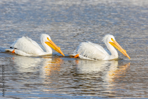 American white pelicans floating, Clinton County, Illinois.