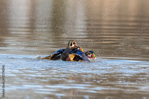 Wood duck males fighting over female in wetland, Marion County, Illinois.