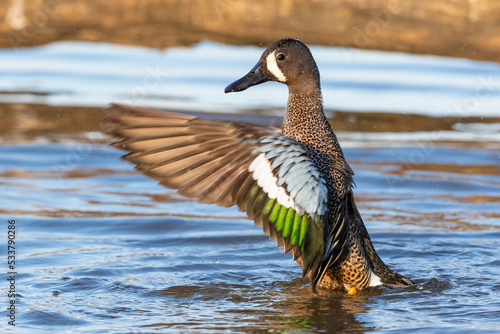 Blue-winged teal male flapping wings in wetland, Marion County, Illinois. photo