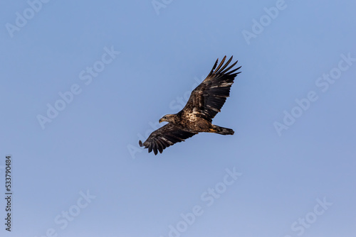 Bald eagle immature flying, Clinton County, Illinois.