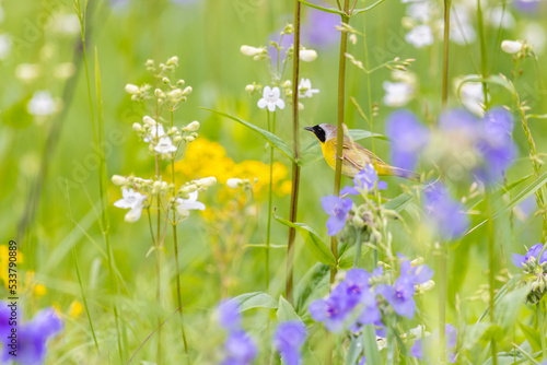 Common yellowthroat male in a prairie in spring, Jasper County, Illinois. photo