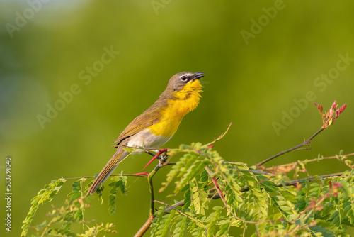 Yellow-breasted chat singing, Marion County, Illinois. © Danita Delimont