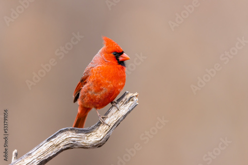 Canvastavla Northern cardinal male, Marion County, Illinois.