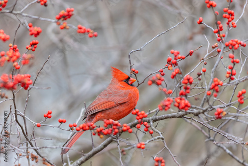 Northern cardinal male in winterberry bush, Marion County, Illinois. photo
