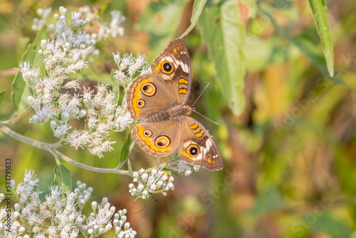 Common Buckeye on Common Boneset