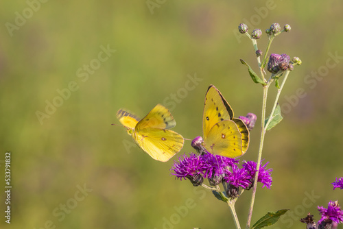 Orange Sulphur male and female courtship on Missouri Ironweed