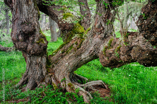 Chile, Aysen. Old Lenga tree.