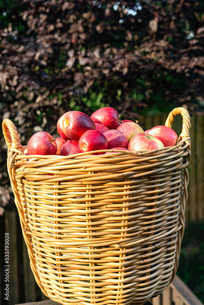 wicker basket full of fresh apples. Autumn harvest at sunset.