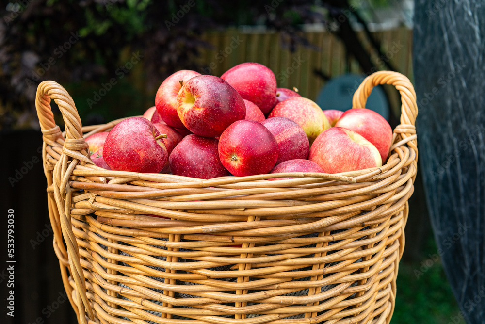 wicker basket full of fresh apples. Autumn harvest at sunset.