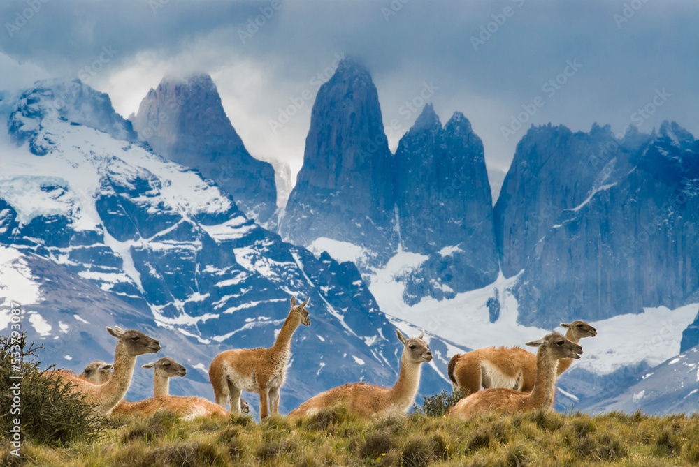 Patagonia, herd of guanacos with Paine Towers in background, Torres Del Paine National Park. - obrazy, fototapety, plakaty 