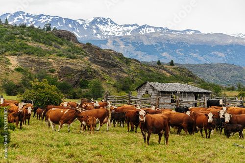 Chile, Aysen. Herd of cattle grazing in Tamango National Reserve. photo