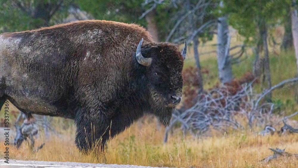 Big Bison / mile / Wildlife / Yellowstone National Park