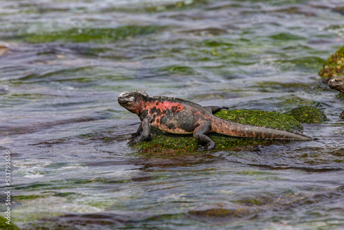Marine iguana, Espanola Island, Galapagos Islands, Ecuador.