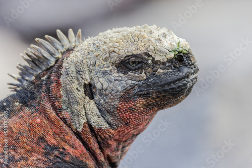 Marine iguana, Espanola Island, Galapagos Islands, Ecuador. © Danita Delimont