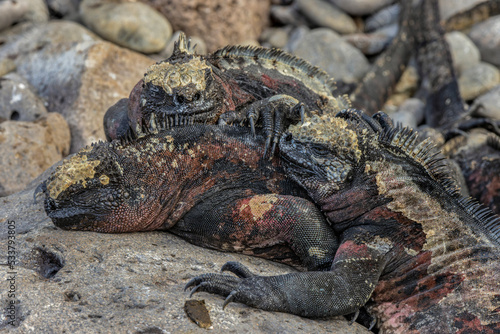 Marine iguana, Espanola Island, Galapagos Islands, Ecuador.